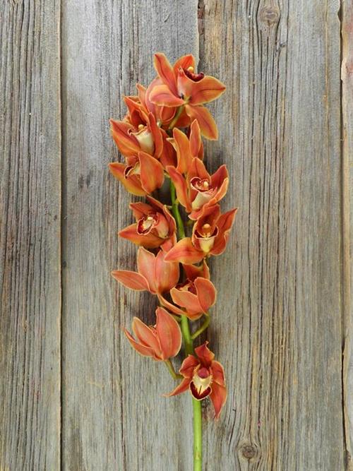  BROWN CYMBIDIUM